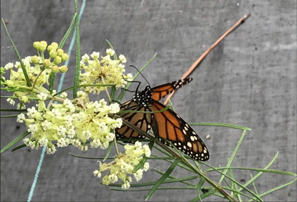 Whorled Milkweed